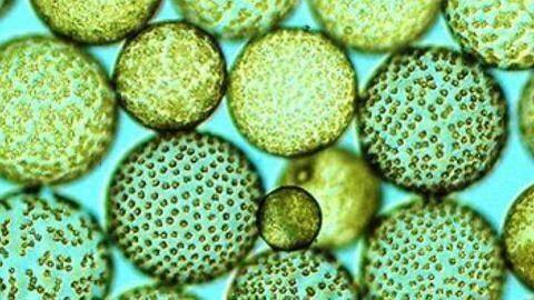 The astounding skin benefits of algae The astounding skin benefits of algae