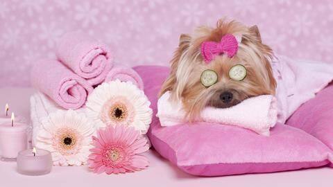 Best pet spas around Delhi-NCR Best pet spas around Delhi-NCR