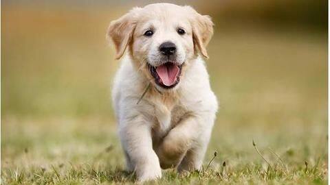 Best dog foods for your pooch's good health Best dog foods for your pooch's good health