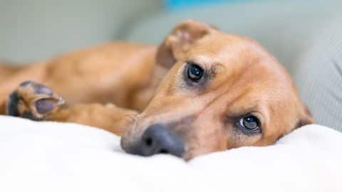 Common diseases in dogs you should know about Common diseases in dogs you should know about