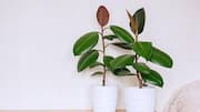 How to grow a rubber plant indoors