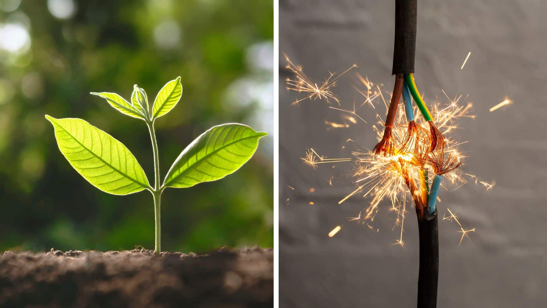 This artificial plant can generate electricity, purify indoor air