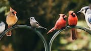 AI might have finally decoded singing of birds