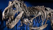 We finally know why T. rex had small arms