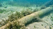These Chinese robots can detect cables buried under seabed