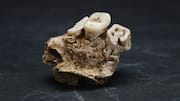 Humans started using psychoactive drugs around 25,000 years ago