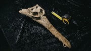 Prehistoric crocodile species found in rocks used to make Great-Sphinx