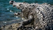This body armor inspired by crocodile scales can deflect projectiles