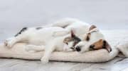 Why owning dogs, cats is good for your mental health