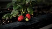 Grow more strawberries indoors with these tips