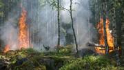 Uttarakhand: Wildfires destroy over 107 hectares of forest cover