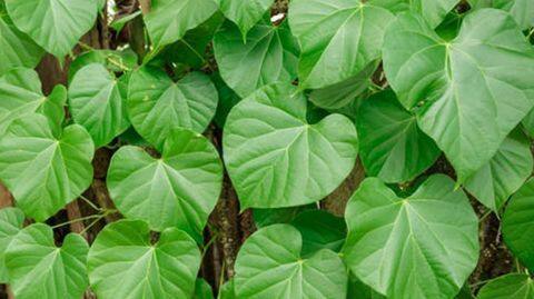 #HealthBytes: Why has Giloy become so important nowadays? #HealthBytes: Why has Giloy become so important nowadays?