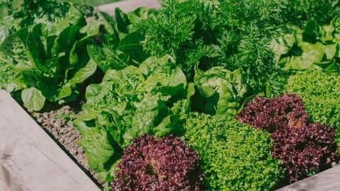 These vegetables can be easily grown at home These vegetables can be easily grown at home