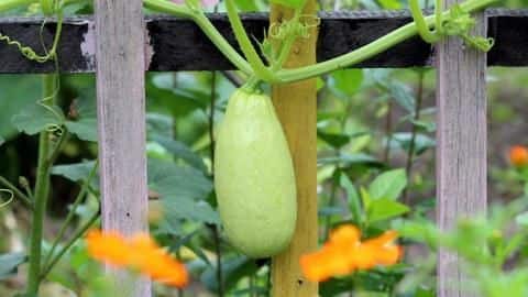 #HealthBytes: Why should you eat bottle gourd #HealthBytes: Why should you eat bottle gourd