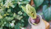 Want flowers indoors? Try growing hyacinths