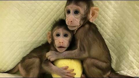 Monkeys successfully cloned for first time: Are humans next? Monkeys successfully cloned for first time: Are humans next?