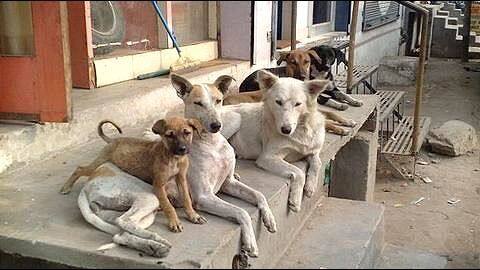 UP: Dogs maul girl to death, toll rises to 14 UP: Dogs maul girl to death, toll rises to 14