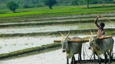 A low-cost, no-fuel plow created from an old bicycle A low-cost, no-fuel plow created from an old bicycle