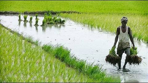 Demonetization seems to have hit agriculture the hardest Demonetization seems to have hit agriculture the hardest