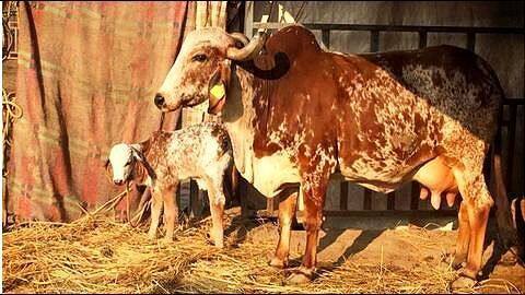 India's first calf born through surrogacy in Pune farm India's first calf born through surrogacy in Pune farm