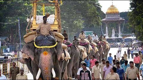 Mysuru: Dasara elephant Arjuna carries 730kg weight in Vijayadashami rehearsals Mysuru: Dasara elephant Arjuna carries 730kg weight in Vijayadashami rehearsals