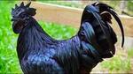 What exactly is the Kadaknath chicken breed?