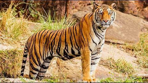 #InternationalTigerDay: MP hopes double forest beat area increases tiger population #InternationalTigerDay: MP hopes double forest beat area increases tiger population