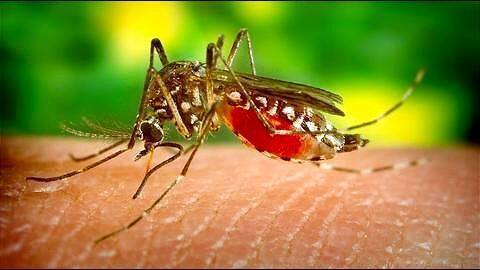 Delhi: Deadly dengue cases in the city up to 1,185 Delhi: Deadly dengue cases in the city up to 1,185