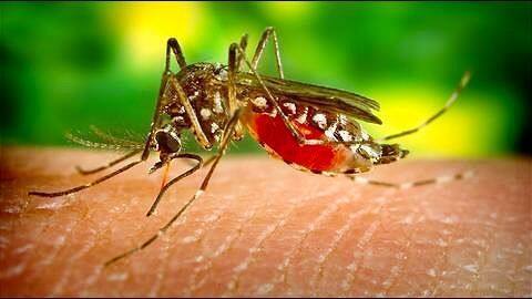 India: Climate-based system to identify and predict dengue outbreaks India: Climate-based system to identify and predict dengue outbreaks