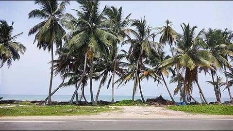 Mumbai: 12,000 coconut trees to be planted in six months Mumbai: 12,000 coconut trees to be planted in six months