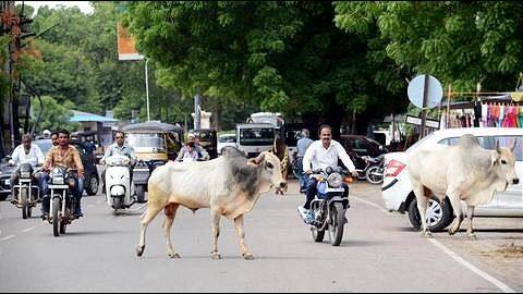 This is how Surat is fighting menace of stray cattle This is how Surat is fighting menace of stray cattle
