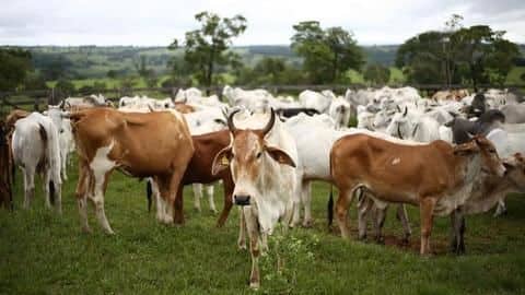 Ayodhya: Man arrested for raping seven cows at cattle shelter Ayodhya: Man arrested for raping seven cows at cattle shelter