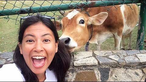 Take a Cowfie! Unique idea to raise awareness against cow-slaughter Take a Cowfie! Unique idea to raise awareness against cow-slaughter