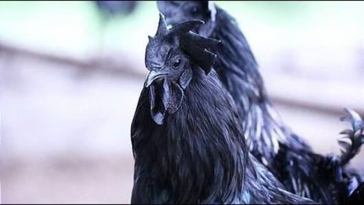 MP, Chhattisgarh battle over GI-tag for Kadaknath chicken