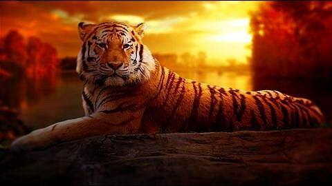 Govt took several measures to protect tiger habitats: Environment Minister Govt took several measures to protect tiger habitats: Environment Minister