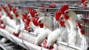 No bird flu detected in poultry birds in Delhi