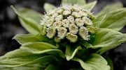 Butterbur plant: A traditional remedy for headaches