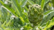 Artichokes: Must-try dishes featuring this Mediterranean vegetable