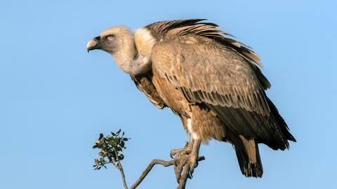 Tripura to launch vulture conservation program to prevent extinction Tripura to launch vulture conservation program to prevent extinction