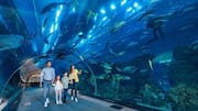 If you plan an aquarium trip, skip these