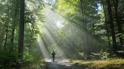 Scotland's most magical forest walks: A list