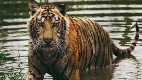 Tiger census begins in Sundarbans Tiger census begins in Sundarbans