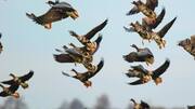 Monitor national parks, wetlands where birds flock: Gehlot to officials