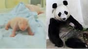 First giant panda cub born in Indonesia, nicknamed 'Rio'