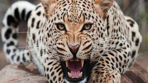 India's leopard population increased in 4 years since 2014: Javadekar India's leopard population increased in 4 years since 2014: Javadekar