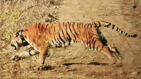 Relocated tiger flees from Rajaji Tiger Reserve Relocated tiger flees from Rajaji Tiger Reserve