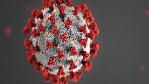 Protective immunity against coronavirus may last for over eight months Protective immunity against coronavirus may last for over eight months