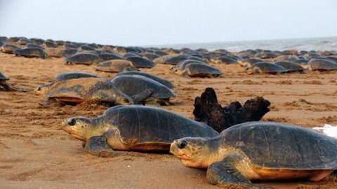 Olive Ridley mass nesting likely on Odisha's beach within fortnight Olive Ridley mass nesting likely on Odisha's beach within fortnight