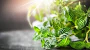 Spearmint leaves: Benefits and how to use them 