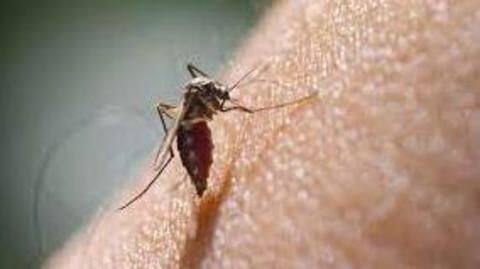 Delhi reported 53 new dengue cases in last one week Delhi reported 53 new dengue cases in last one week